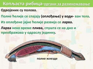 Копљаста рибица-органи за размножавање
полне жлезде
Одвојених су полова.
Полне ћелије се спајају (оплођење) у води- ван тела.
Из оплођене јајне ћелије развија се ларва.
Ларва неко време плива, спушта се на дно и
преображава у одраслу јединку.
 