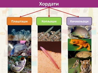Хордати
Плашташи КичмењациКопљаши
 