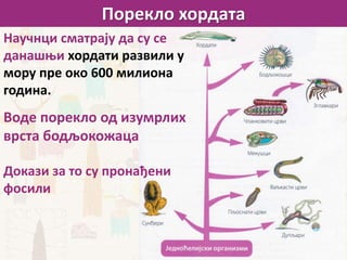 Порекло хордата
Научнци сматрају да су се
данашњи хордати развили у
мору пре око 600 милиона
година.
Воде порекло од изумрлих
врста бодљокожаца
Докази за то су пронађени
фосили
 