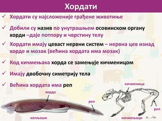 Хордати
 Хордати су најсложеније грађене животиње
 Добили су назив по унутрашњем осовинском органу
хорди –даје потпору и чврстину телу
 Хордати имају цеваст нервни систем – нервна цев изнад
хорде и мозак (већина хордата има мозак)
 Код кичмењака хорда се замењује кичменицом
 Имају двобочну симетрију тела
 Већина хордата има реп
хорда
копљаши
реп
кичменица
кичмењаци
реп
 