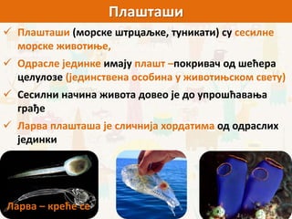 Плашташи
 Плашташи (морске штрцаљке, туникати) су сесилне
морске животиње,
 Одрасле јединке имају плашт –покривач од шећера
целулозе (јединствена особина у животињском свету)
 Сесилни начина живота довео је до упрошћавања
грађе
 Ларва плашташа је сличнија хордатима од одраслих
јединки
Ларва – креће се
 