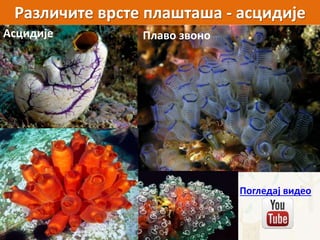 Различите врсте плашташа - асцидије
Плаво звоноАсцидије
Погледај видео
 