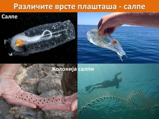 Различите врсте плашташа - салпе
Салпе
Колонија салпи
 