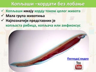 Копљаши –хордати без лобање
 Копљаши имају хорду током целог живота
 Мала група животиња
 Најпознатији представник је
копљаста рибица, копљача или амфиоксус
Погледај видео
 