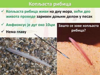 Копљаста рибица
 Копљаста рибица живи на дну мора, већи део
живота проведе заривен доњим делом у песак
 Амфиоксус је дуг око 10цм
 Нема главу
Зашто се зове копљаста
рибица?
 