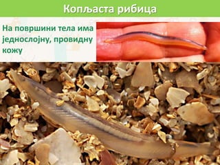 На површини тела има
једнослојну, провидну
кожу
Копљаста рибица
 