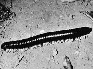 Fast running millipede
 