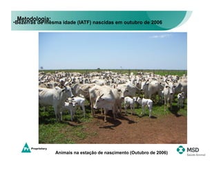 Metodologia:
•  ezerras de mesma idade (IATF) nascidas em outubro de 2006
 B




                Animais na estação de nascimento (Outubro de 2006)
                                         15
 