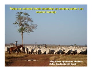 Todos os animais foram mantidos no mesmo pasto e no
                   mesmo manejo




                         18
 