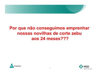 Por que não conseguimos emprenhar
   nossas novilhas de corte zebu
          aos 24 meses???




                5
 