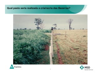 Qual pasto seria realizada a cria/recria das Bezerras?




                                    7
 