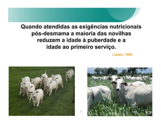 Quando atendidas as exigências nutricionais
   pós-desmama a maioria das novilhas
     reduzem a idade à puberdade e a
        idade ao primeiro serviço.
                                Lobato, 1999.




                     8
 