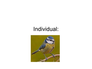Individual:
 