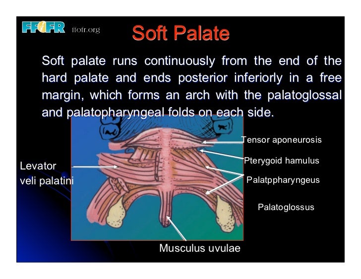 19.(new)speech and velopharyngeal function