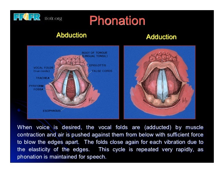 19.(new)speech and velopharyngeal function