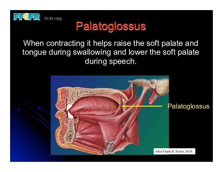 19.(new)speech and velopharyngeal function