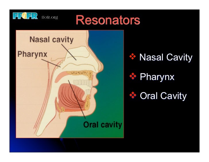 19.(new)speech and velopharyngeal function