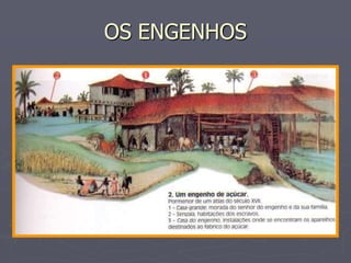 OS ENGENHOS
 