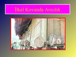 İlkel Kovanda Arıcılık 
 