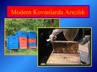 Modern Kovanlarda Arıcılık 
 