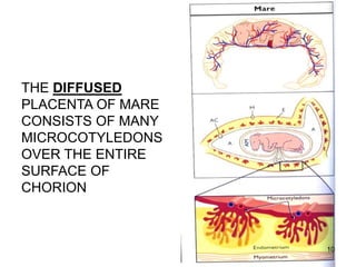 THE DIFFUSED
PLACENTA OF MARE
CONSISTS OF MANY
MICROCOTYLEDONS
OVER THE ENTIRE
SURFACE OF
CHORION
10
 