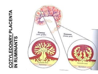 COTYLEDONRYPLACENTA
INRUMINANTS
13
 