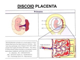 DISCOID PLACENTA
14
 
