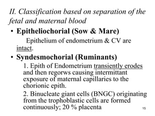 II. Classification based on separation of the
fetal and maternal blood
• Epitheliochorial (Sow & Mare)
Epithelium of endometrium & CV are
intact.
• Syndesmochorial (Ruminants)
1. Epith of Endometrium transiently erodes
and then regorws causing intermittant
exposure of maternal capillaries to the
chorionic epith.
2. Binucleate giant cells (BNGC) originating
from the trophoblastic cells are formed
continuously; 20 % placenta 15
 