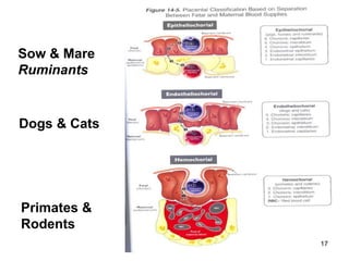 Sow & Mare
Ruminants
Dogs & Cats
Primates &
Rodents
17
 
