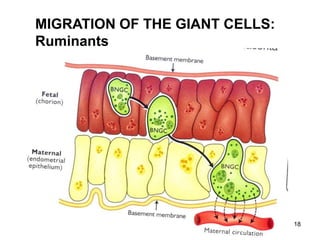 MIGRATION OF THE GIANT CELLS:
Ruminants
18
 