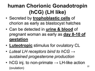 human Chorionic Gonadotropin
(hCG) (LH like)
• Secreted by trophoblastic cells of
chorion as early as blastocyst hatches
• Can be detected in urine & blood of
pregnant woman as early as day 8-10 of
gestation
• Luteotropic stimulus for ovulatory CL
• Luteal LH receptors bind to hCG →
sustained progesterone production
• hCG inj. to non-primate → LH-like action
(ovulation)
22
 
