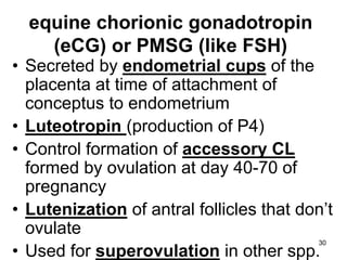 equine chorionic gonadotropin
(eCG) or PMSG (like FSH)
• Secreted by endometrial cups of the
placenta at time of attachment of
conceptus to endometrium
• Luteotropin (production of P4)
• Control formation of accessory CL
formed by ovulation at day 40-70 of
pregnancy
• Lutenization of antral follicles that don’t
ovulate
• Used for superovulation in other spp.
30
 
