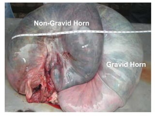 35
Gravid Horn
Non-Gravid Horn
 
