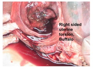 36
Right sided
uterine
torsion,
Buffalo
 