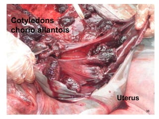 38
Cotyledons
chorio allantois
Uterus
 