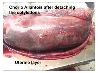 41
Uterine layer
Chorio Allantois after detaching
the cotyledons
 