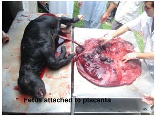 45
Fetus attached to placenta
 