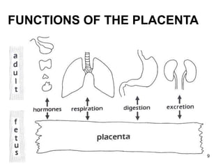 FUNCTIONS OF THE PLACENTA
9
 