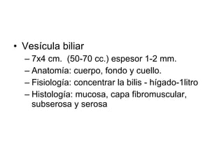 Vesícula biliar 7x4 cm.  (50-70 cc.) espesor 1-2 mm. Anatomía: cuerpo, fondo y cuello. Fisiología: concentrar la bilis - hígado-1litro Histología: mucosa, capa fibromuscular, subserosa y serosa 