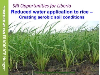 Reduced water application to rice –
Creating aerobic soil conditions
SRI Opportunities for Liberia
“Fighting Hunger For Su...
