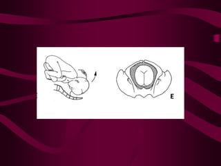 ppt on  normal labour and its management