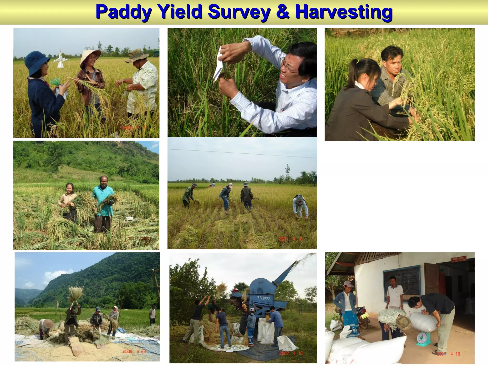Paddy Yield Survey & HarvestingPaddy Yield Survey & Harvesting
 