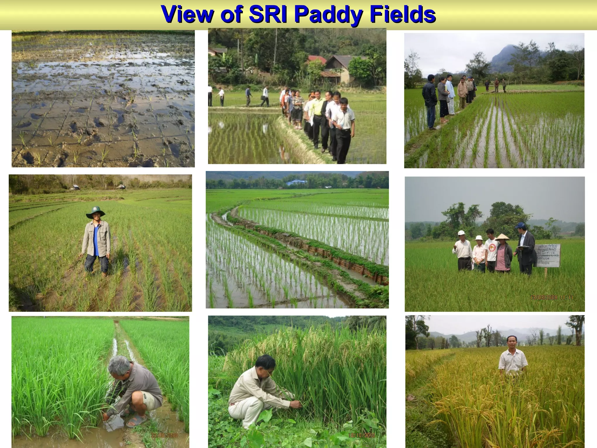 View of SRI Paddy FieldsView of SRI Paddy Fields
 