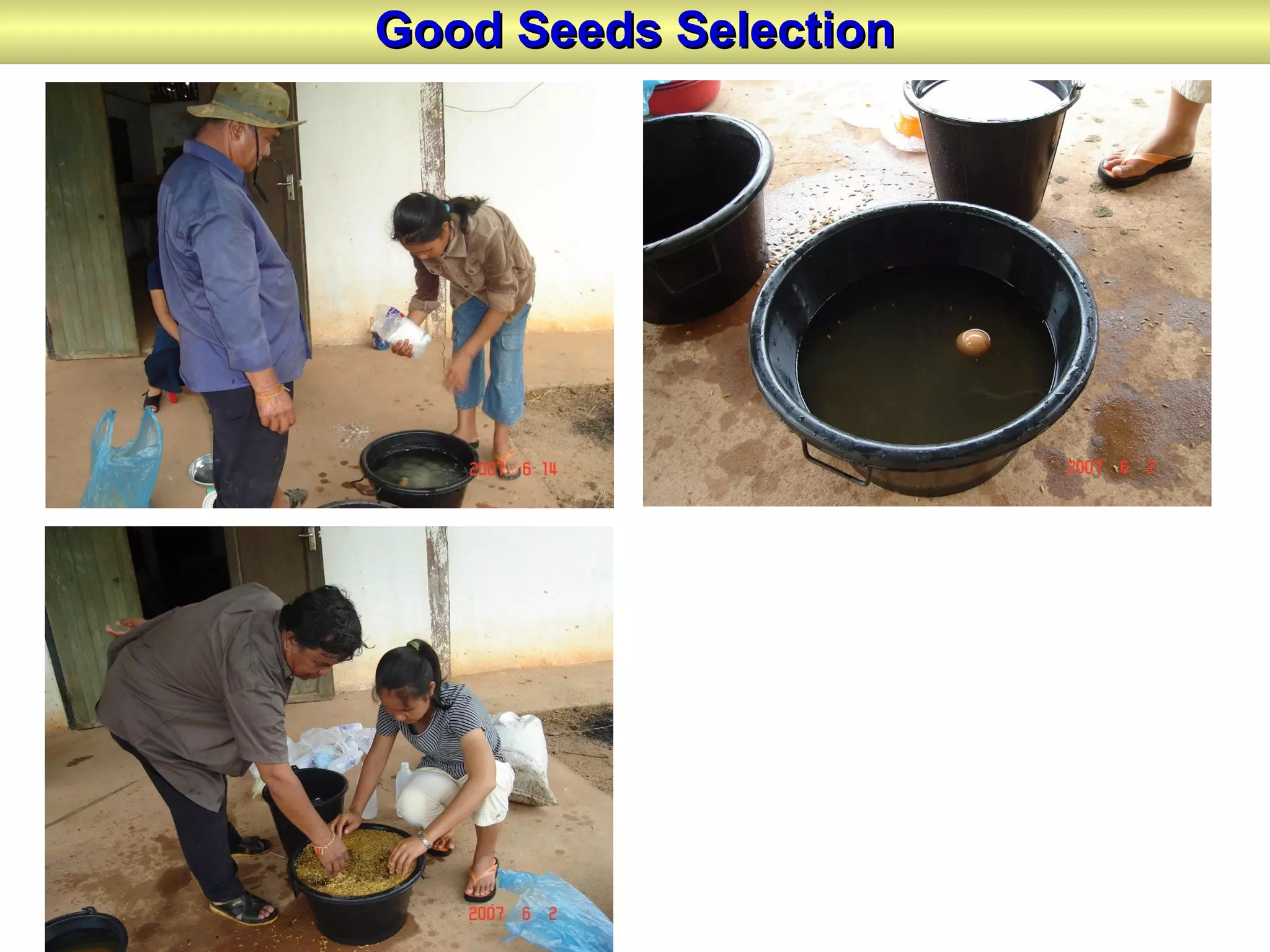 Good Seeds SelectionGood Seeds Selection
 