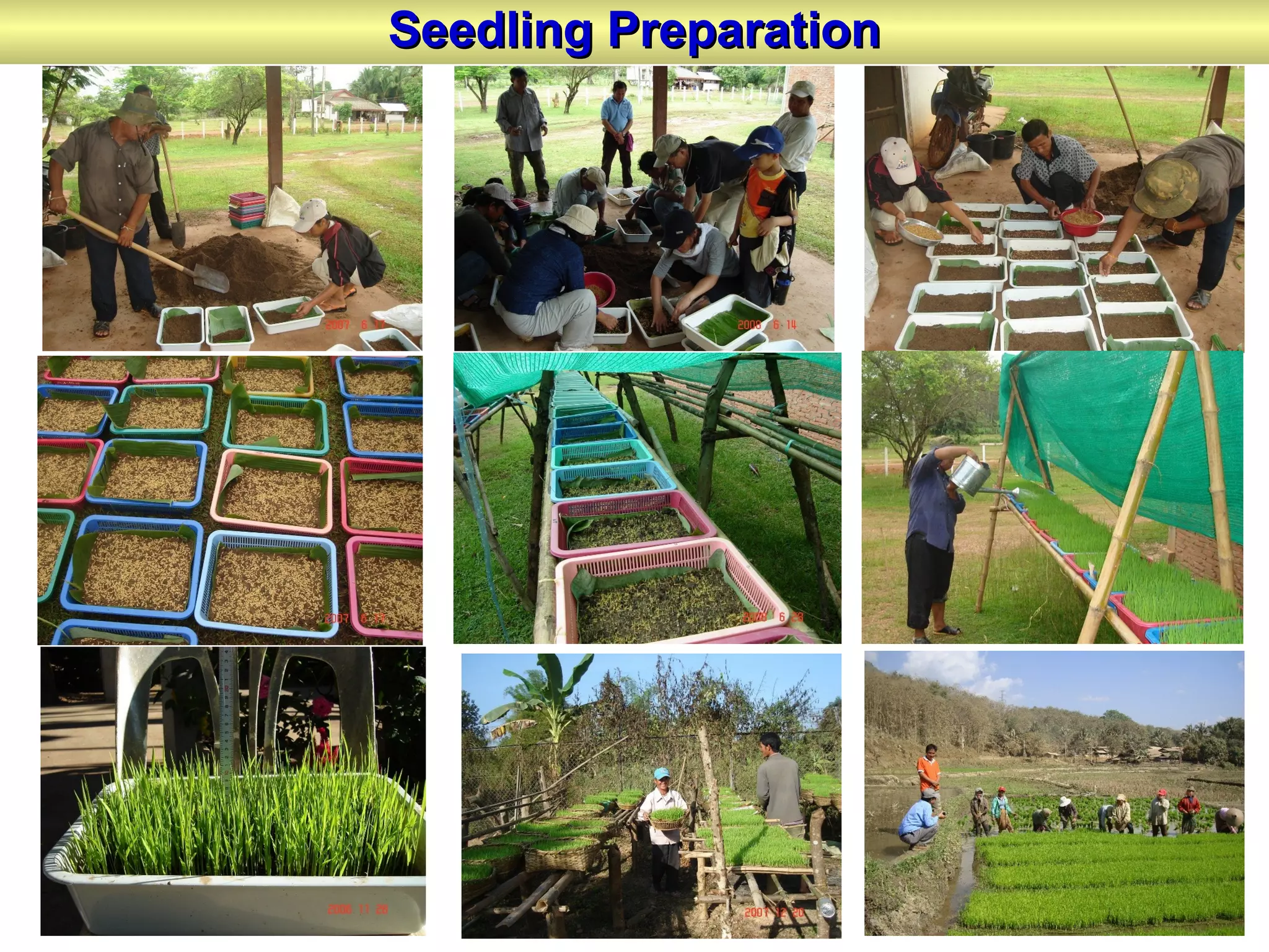 Seedling PreparationSeedling Preparation
 