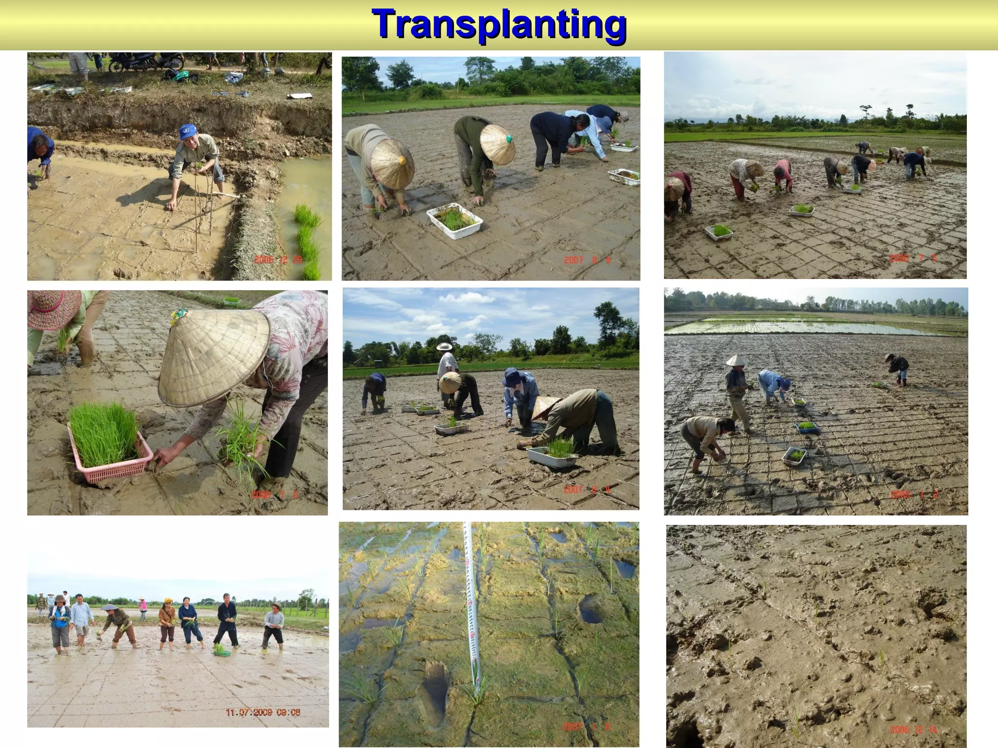 TransplantingTransplanting
 