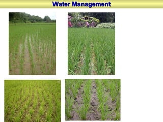 Water ManagementWater Management
 