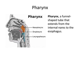 A presentation on Human Anatomy and physiology | PPTX