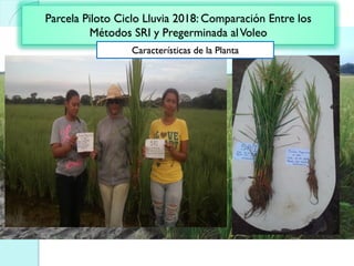 Parcela Piloto Ciclo Lluvia 2018: Comparación Entre los
Métodos SRI y Pregerminada alVoleo
Características de la Planta
 