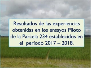 Resultados de las experiencias
obtenidas en los ensayos Piloto
de la Parcela 234 establecidos en
el período 2017 – 2018.
 